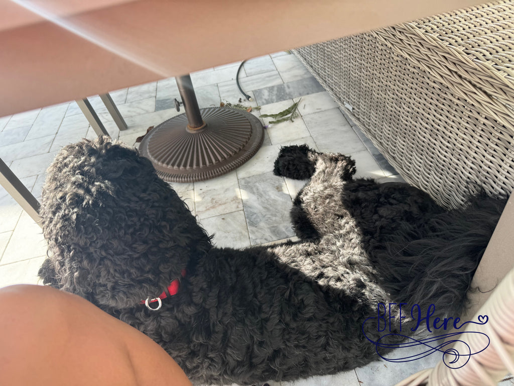 Harry Potter X Kitsch Body Wash — 4pc Set - BFF Here