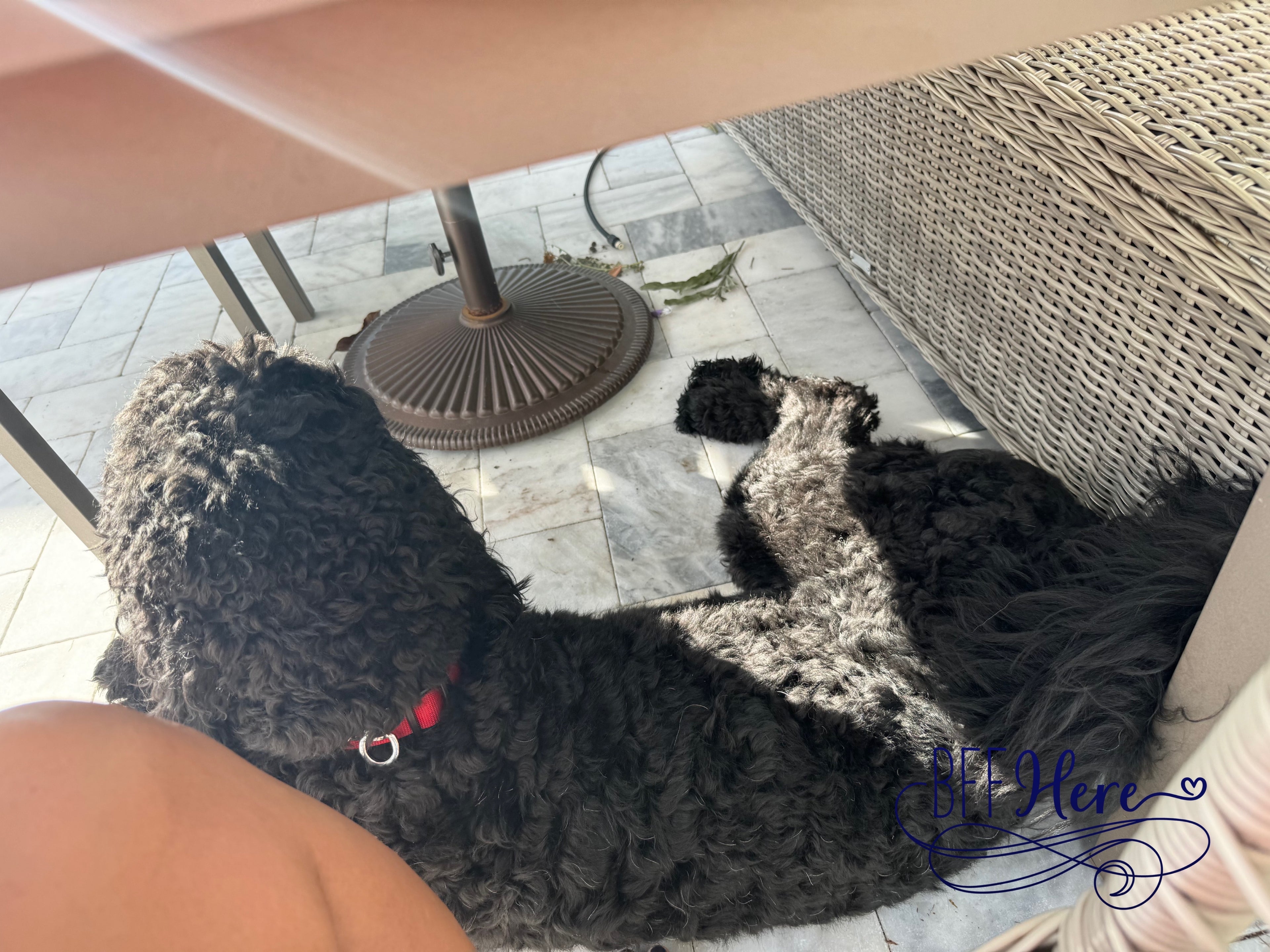 Harry Potter X Kitsch Body Wash — 4pc Set - BFF Here