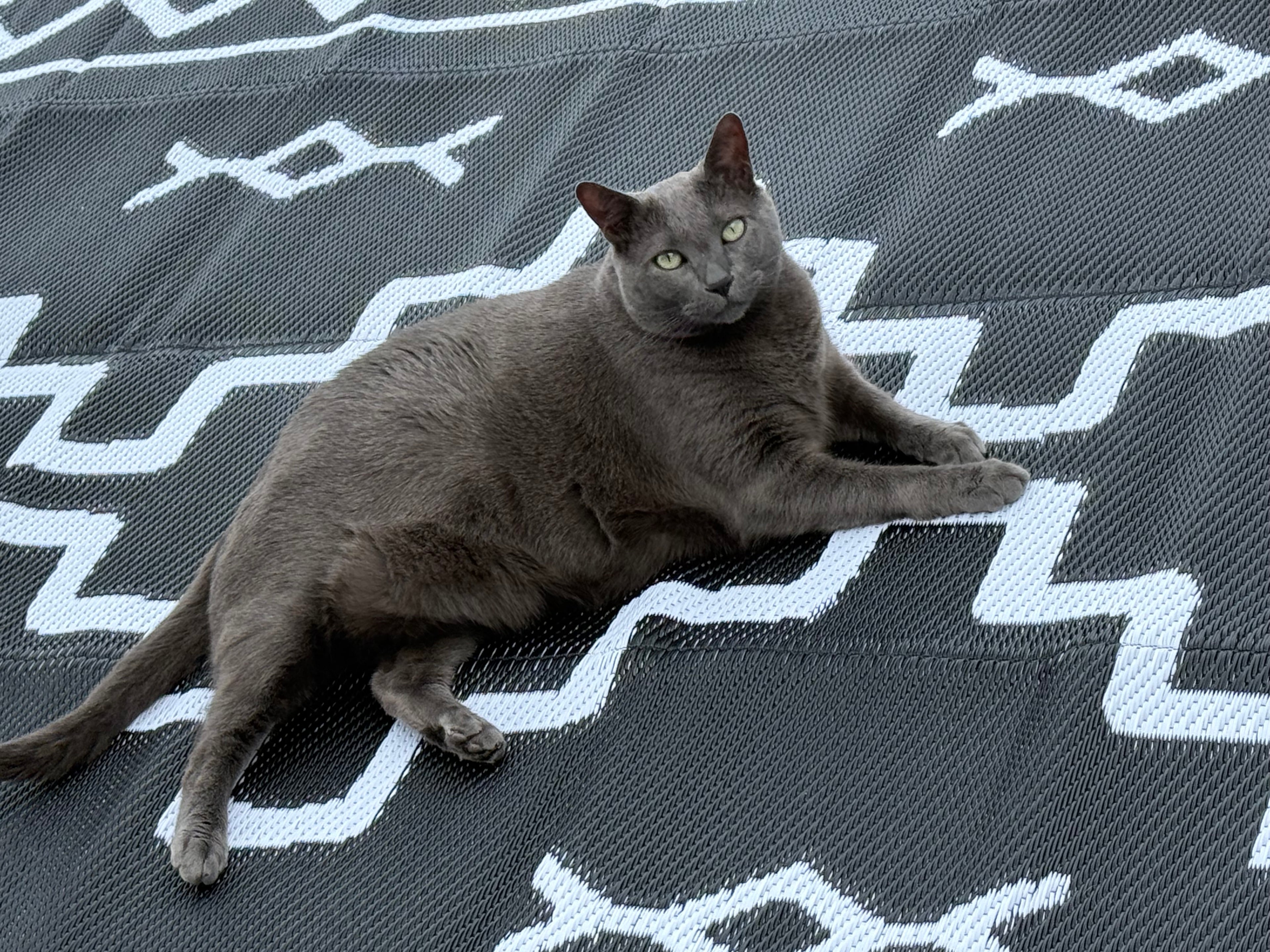 Saddle Up Style Reversible Outdoor Rug - BFF Here