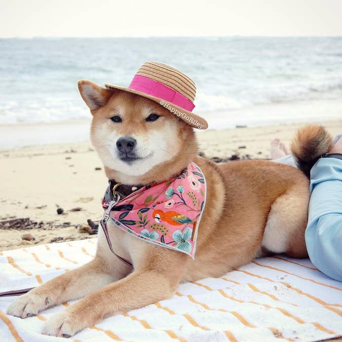 Aloha -- Dog Bandana - BFF Here