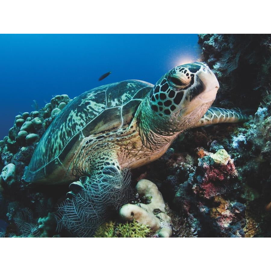 Green Sea Turtle Puzzle - BFF Here