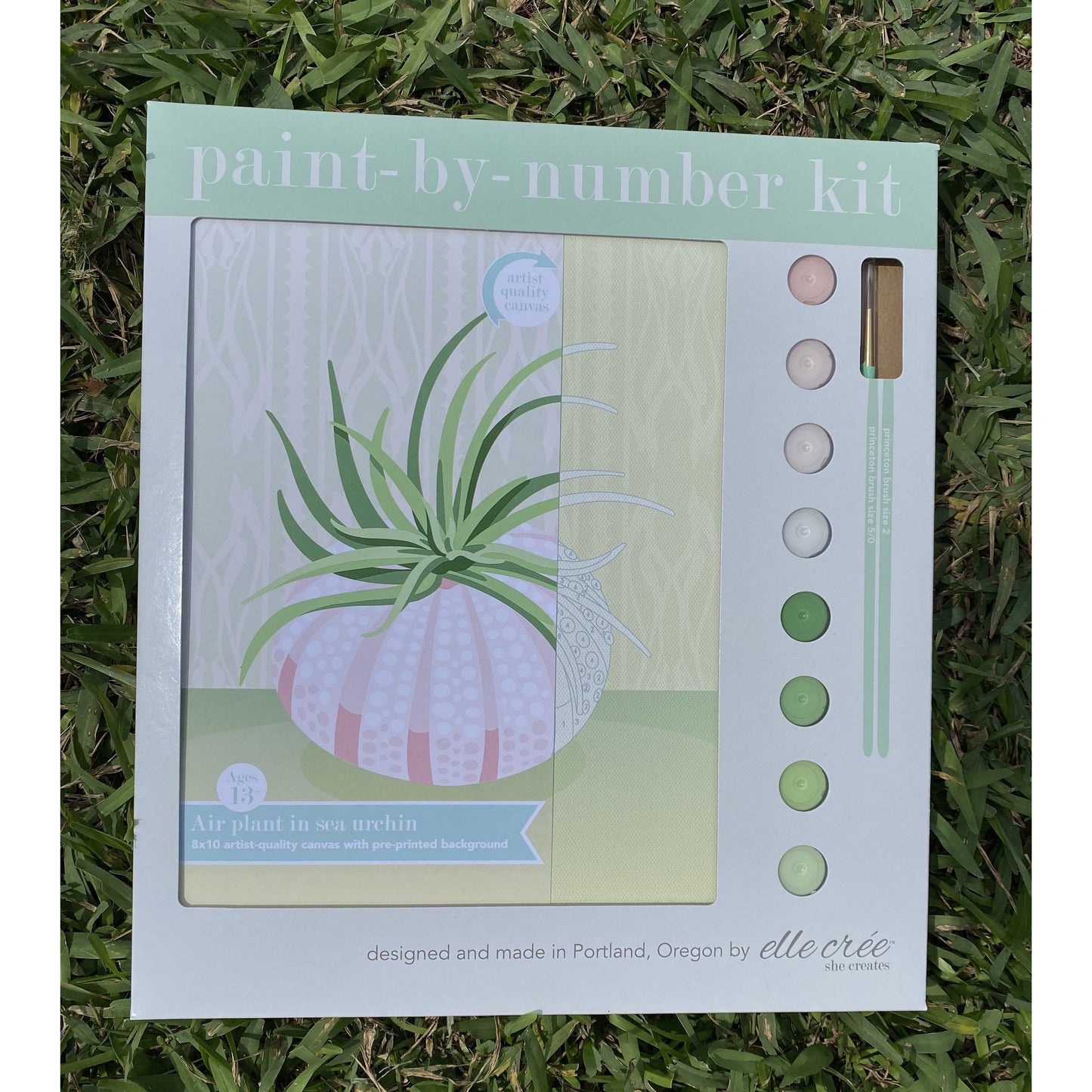 Air Plant in Sea Urchin Paint-by-Number Kit - BFF Here